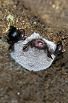 BB 11 0027 / Myotis daubentonii / Vannflaggermus